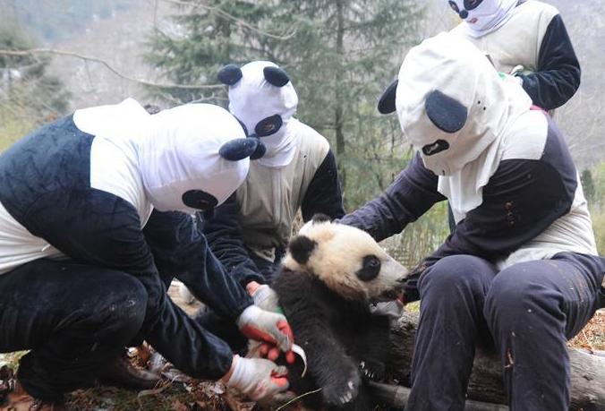 以此分說明為準(zhǔn)！（社會(huì)）（1）四川：三只大熊貓幼仔參加野化培訓(xùn)