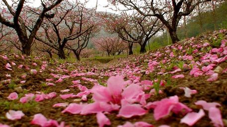 官溪桃花節-1-臺州19樓.jpg