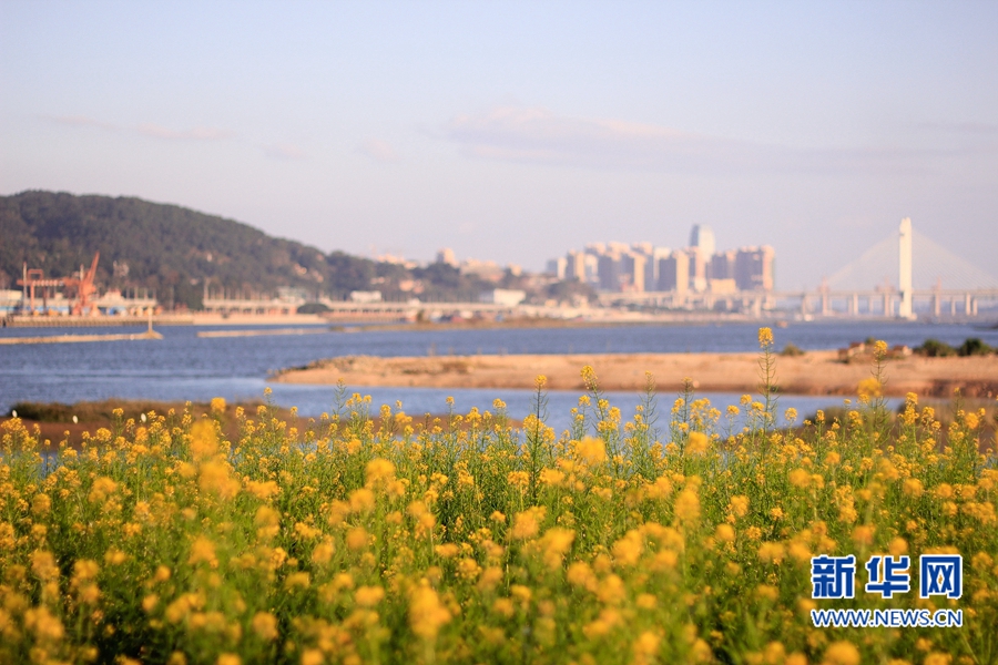 福州花海公園油菜花盛放　春節接待游客約20萬人